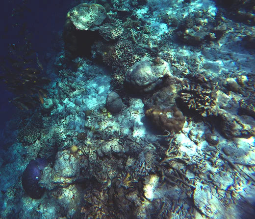 A Dual Reality - Revival